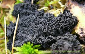 Attēlu rezultāti vaicājumam “Symphytocarpus trechisporus macro”