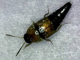 Attēlu rezultāti vaicājumam “Ceruchus chrysomelinus imago”