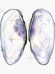 Attēlu rezultāti vaicājumam “Unio crassus”
