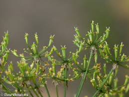 Attēlu rezultāti vaicājumam “Chaerophyllum aromaticum fruit”