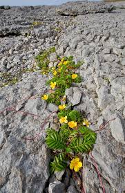 Image result for Potentilla anserina