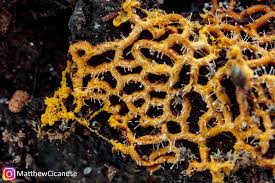 Attēlu rezultāti vaicājumam “Hemitrichia serpula”