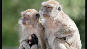 Attēlu rezultāti vaicājumam “Primates”