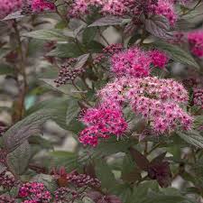 Attēlu rezultāti vaicājumam “Spiraea”