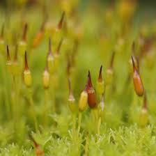 Attēlu rezultāti vaicājumam “Racomitrium canescens sporophyte”