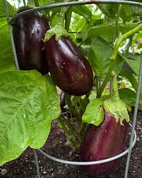 Afbeeldingsresultaat voor slim jim eggplant