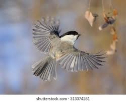 Image result for Poecile montana