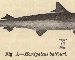 Image result for Paragaleus pectoralis