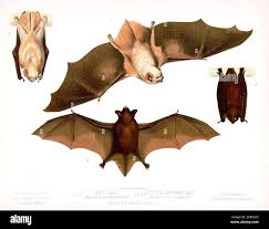 Attēlu rezultāti vaicājumam “Chiroptera”