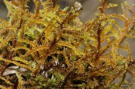 Attēlu rezultāti vaicājumam “Hamatocaulis lapponicus”