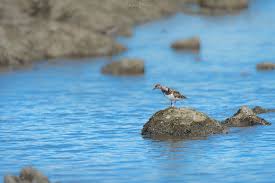 Attēlu rezultāti vaicājumam “Arenaria interpres adult”