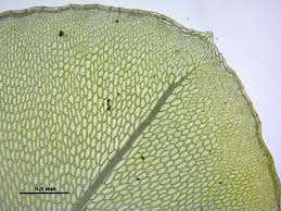 Attēlu rezultāti vaicājumam “Rhizomnium punctatum”