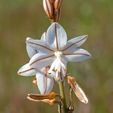 Image result for Asphodelus fistulosus