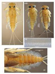 Attēlu rezultāti vaicājumam “Ephemeroptera larvae”