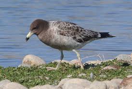 Attēlu rezultāti vaicājumam “Larus ridibundus juvenile”