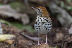 Image result for Hylocichla mustelina