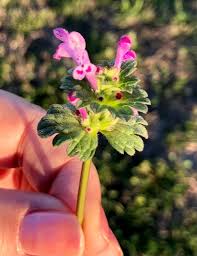 Attēlu rezultāti vaicājumam “Lamium amplexicaule flower”