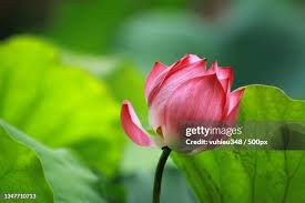 Attēlu rezultāti vaicājumam “Lotus sp. bud”