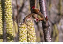 Attēlu rezultāti vaicājumam “Corylus avellana female flower”