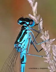 Attēlu rezultāti vaicājumam “Coenagrion pulchellum male”