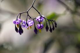 Attēlu rezultāti vaicājumam “Solanum dulcamara flower”