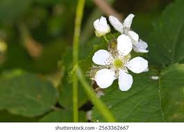 Attēlu rezultāti vaicājumam “Rubus caesius flower”