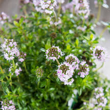 Image result for Bohnenkraut