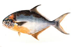 Image result for Trachinotus carolinus