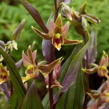 Attēlu rezultāti vaicājumam “Epipactis”