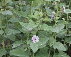 Image result for Althaea officinalis