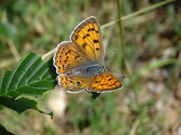 Attēlu rezultāti vaicājumam “Lycaena alciphron female”