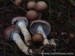 Attēlu rezultāti vaicājumam “Stropharia hornemannii”