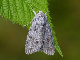 Attēlu rezultāti vaicājumam “Acronicta aceris”