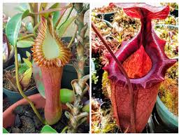 Attēlu rezultāti vaicājumam “Edwardsiana geometrica”