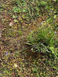Attēlu rezultāti vaicājumam “Sisyrinchium montanum fruit”