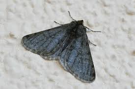 Attēlu rezultāti vaicājumam “Phigalia pilosaria”