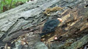 Attēlu rezultāti vaicājumam “Lycogala cf. oleocrystalliferum sessile”