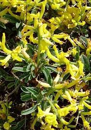 Attēlu rezultāti vaicājumam “Anthyllis arenaria”