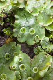 Image result for Marchantia polymorpha