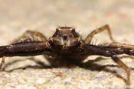 Attēlu rezultāti vaicājumam “Xysticus bifasciatus”