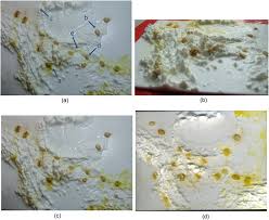 Attēlu rezultāti vaicājumam “Physarum contextum young”