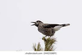 Attēlu rezultāti vaicājumam “Nucifraga caryocatactes adult”