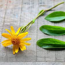 Attēlu rezultāti vaicājumam “Arnica montana”