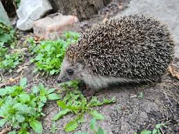 Attēlu rezultāti vaicājumam “Erinaceus roumanicus”