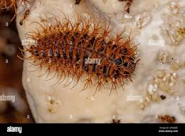 Attēlu rezultāti vaicājumam “Leiodidae larva”