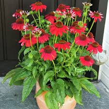 Image result for roter Sonnenhut