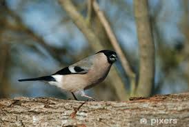 Attēlu rezultāti vaicājumam “Pyrrhula pyrrhula female”