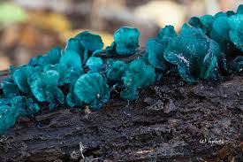 Attēlu rezultāti vaicājumam “Chlorociboria aeruginascens”