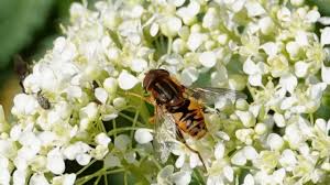 Attēlu rezultāti vaicājumam “Helophilus sp.”
