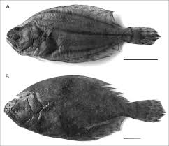 Image result for Paralichthys lethostigma